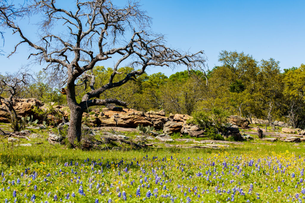 Beautiful Texas Hill Country ranch with granite rock mound, bluebonnets and oak trees on a sunny day.