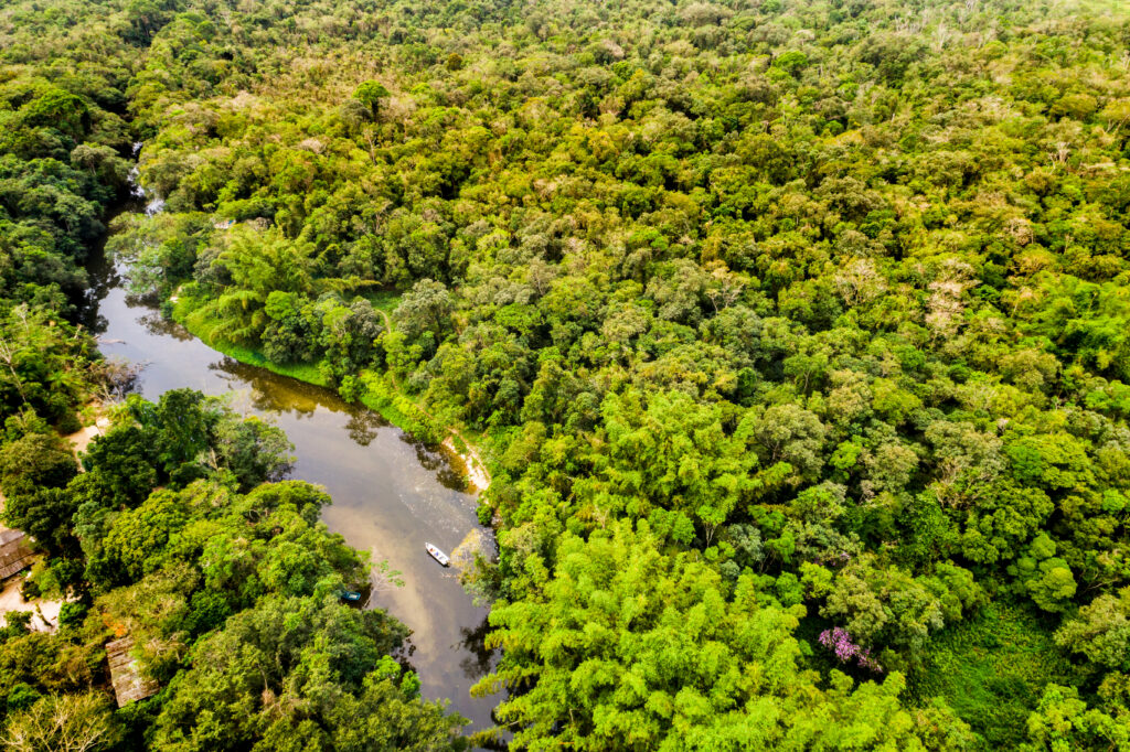 Amazon Rainforest, Brazil