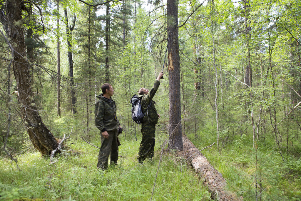 Searchers viewing a tree damaged by a an animal in the forest. Scratches on the trunk of the pine left by the claws of animal.