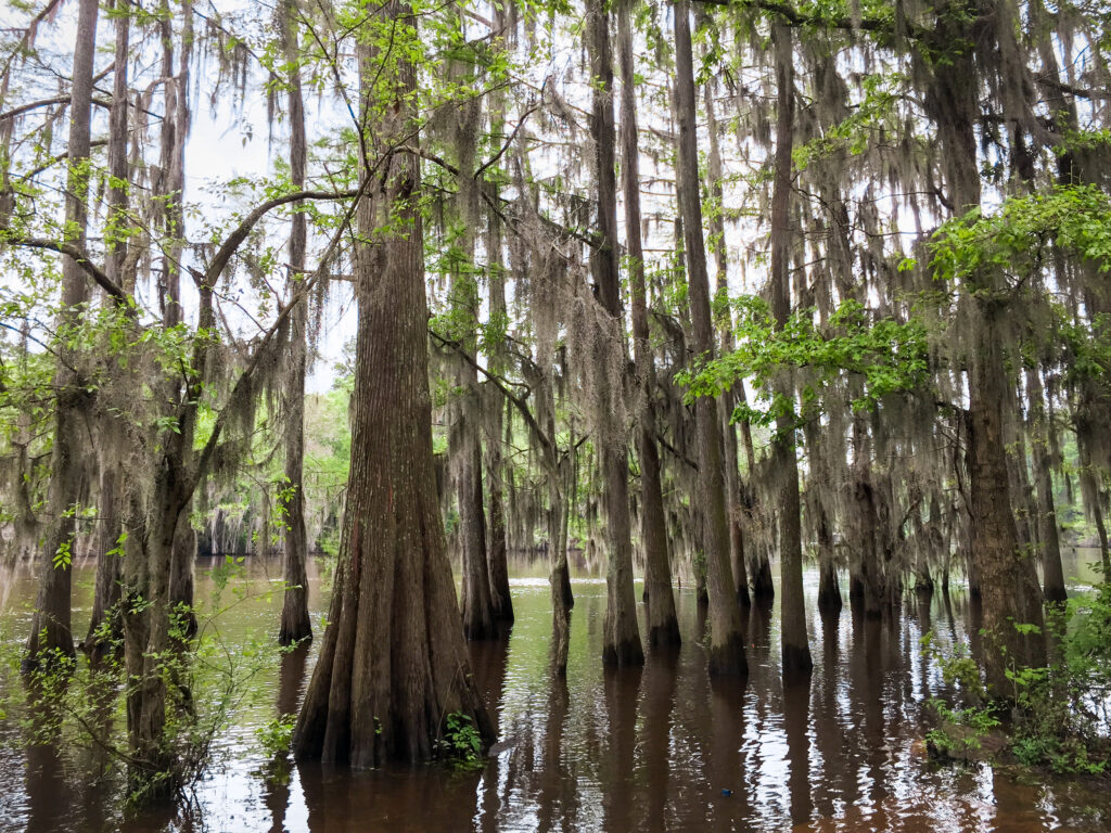 Caddo Lake State Park - Texas Piney Woods.