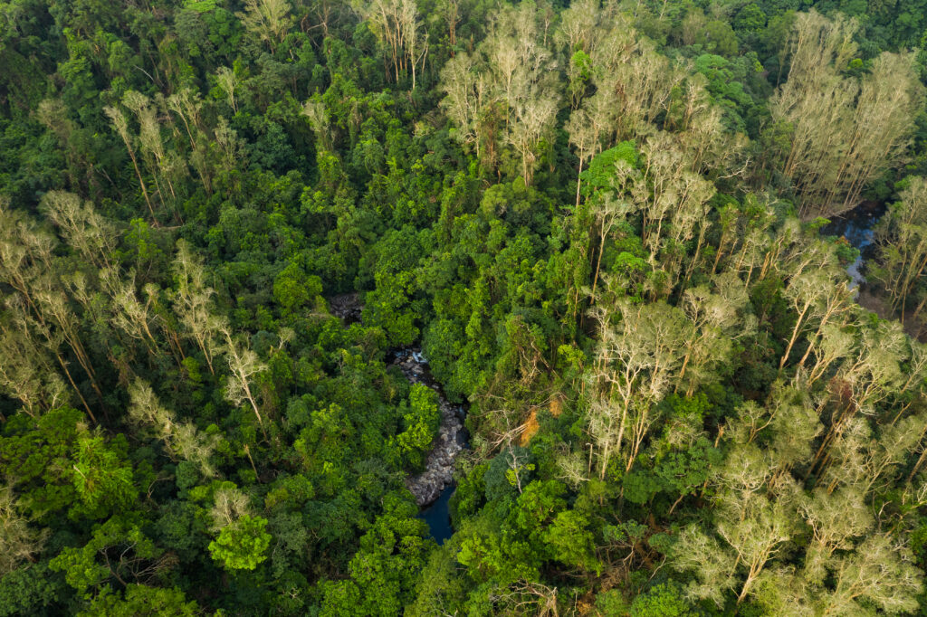 drone view of the forest