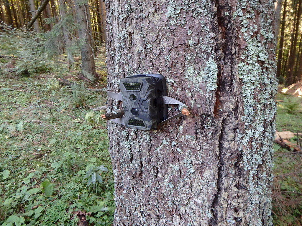 Photo traps in forests, Camera trap with infrared light and motion detector attached with straps on a tree