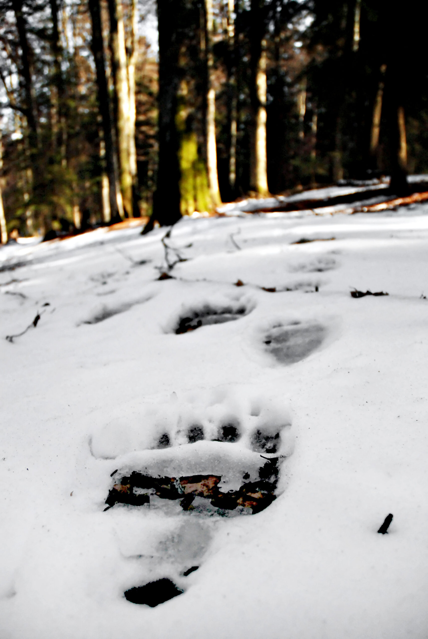 Big brown bear tracks in the snow