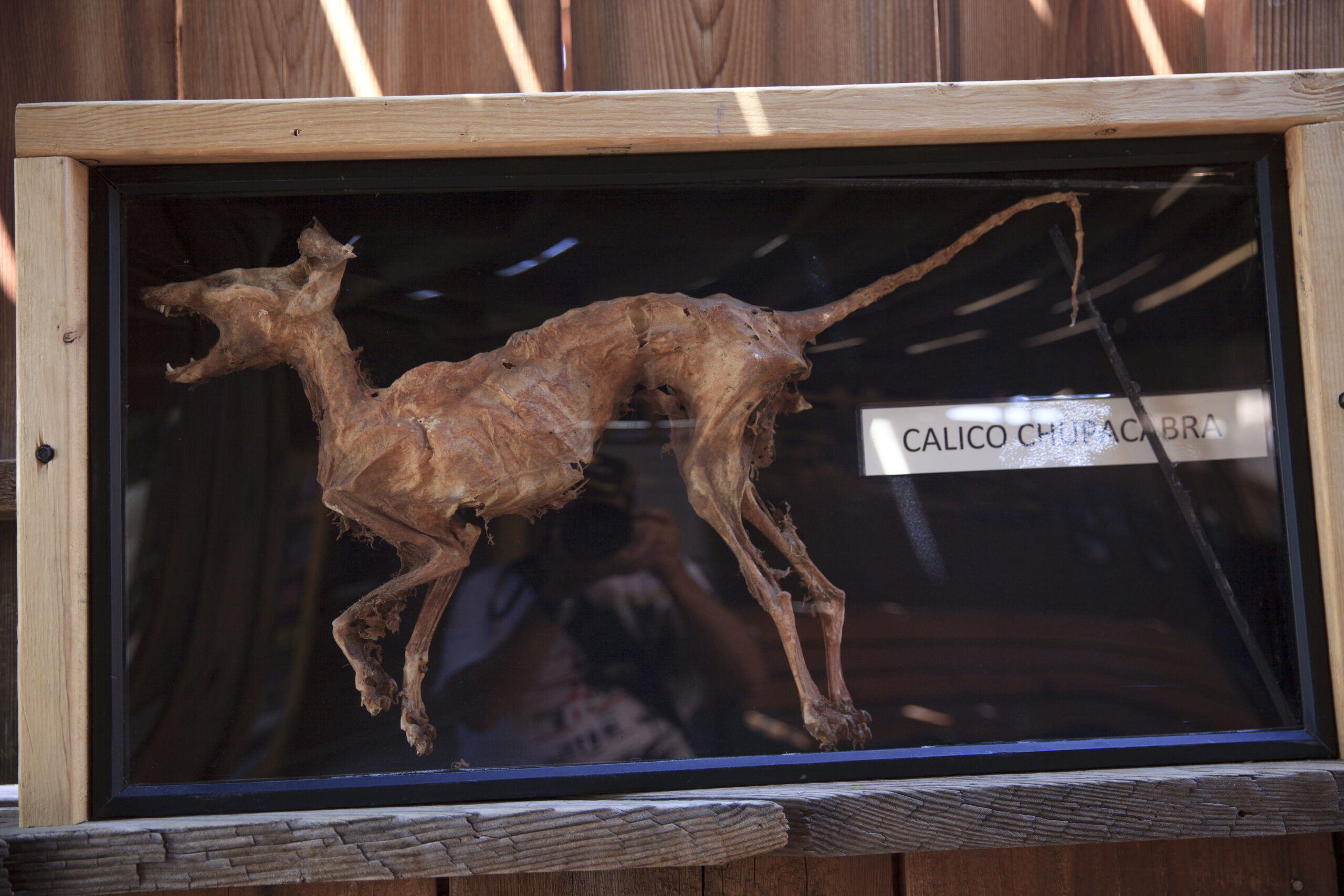 Calico, California / USA - August 23, 2015: A chupacabra in a showcase in Calico Ghost Town, Calico, California, USA