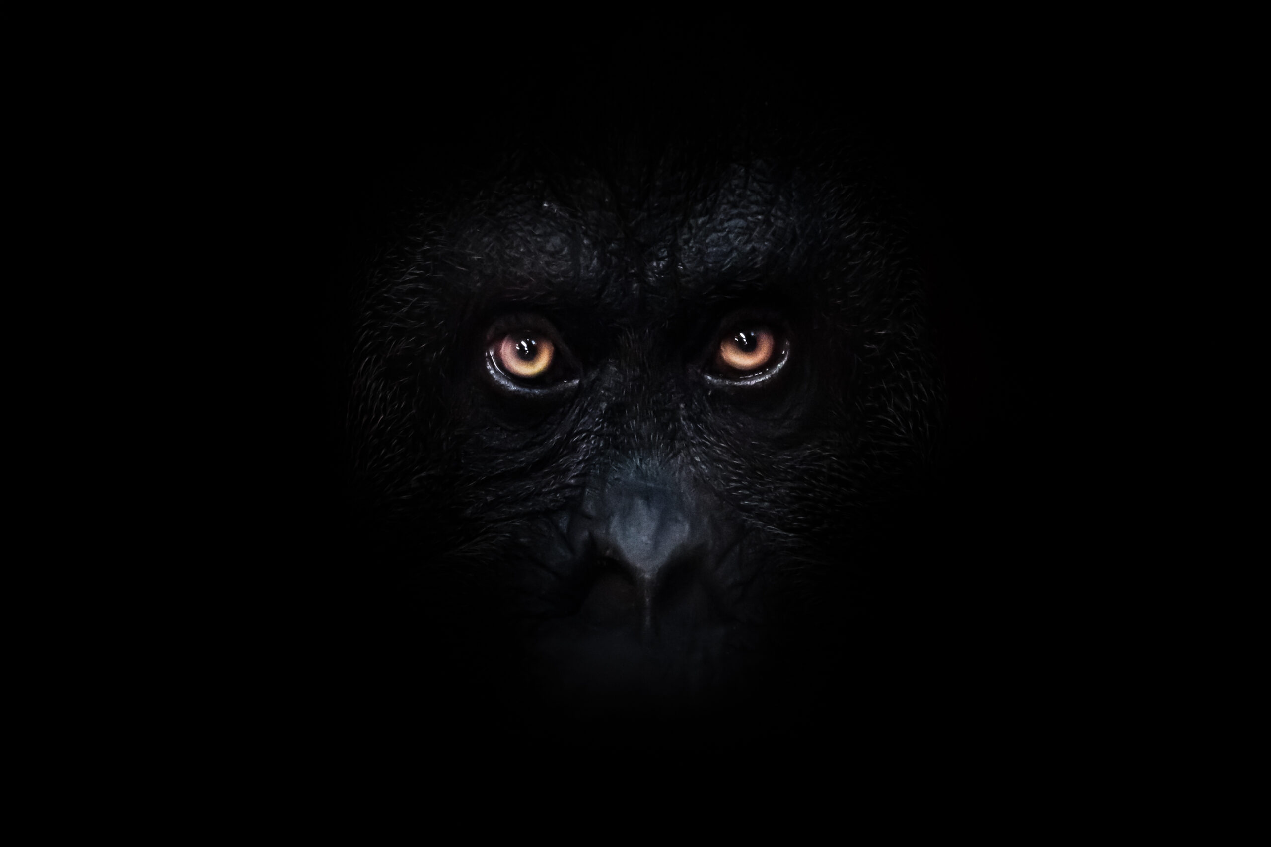 Scary orange luminous eyes on the black face of a monkey in a black night, a frightening look that embodies fears and phobias.