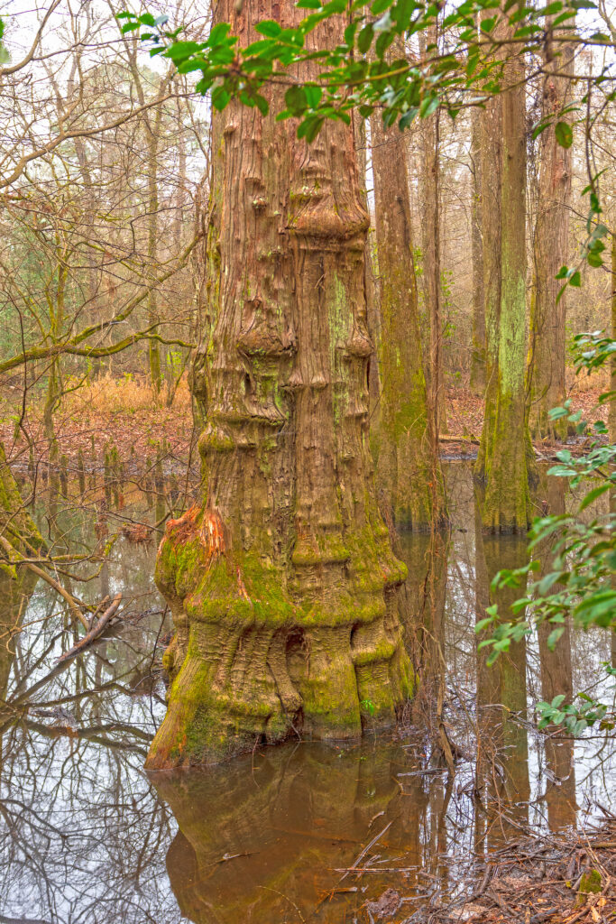 Distinctive Cypress Tree Trunk in the Wetland Forest in Big Thicket National Preserve in Texas