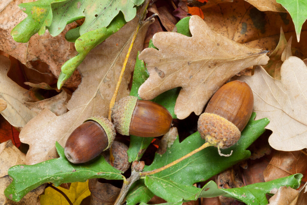 wild acorns laying on top of oak trees